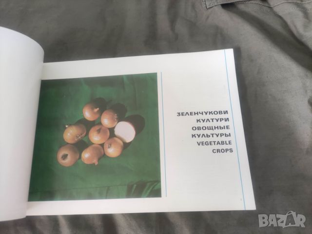 Брошура Зеленчукови култури " Семена и посадъчен материал", снимка 5 - Други - 45905939
