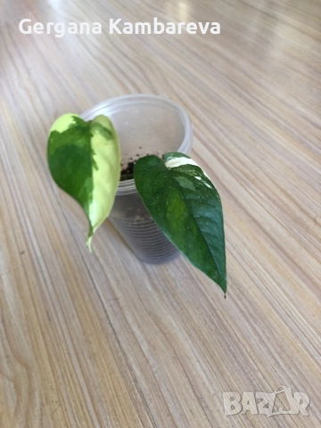 Epipremnum pinnatum Albo 