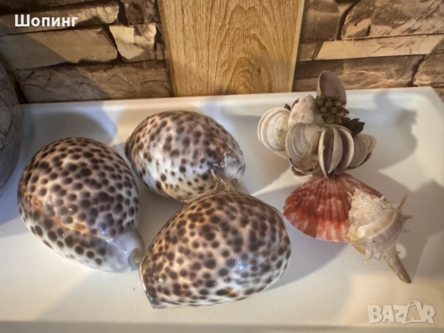 Морска раковина Тигрова Ципрея