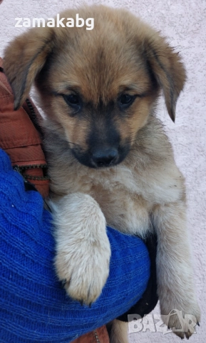 Подаряваме кученца бездомничета пухени бобчета, снимка 6 - Други - 52430271
