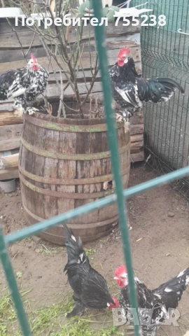 Продавам или заменям Петли , снимка 8 - За птици - 53296058