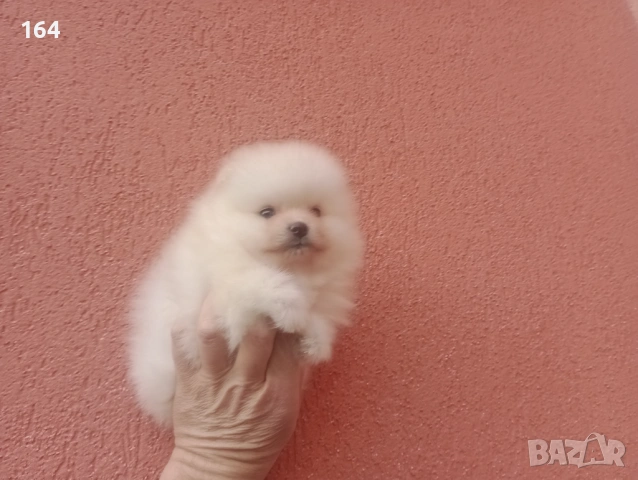 Померани. Момиче и момче. Реални снимки от 08.02.26 г