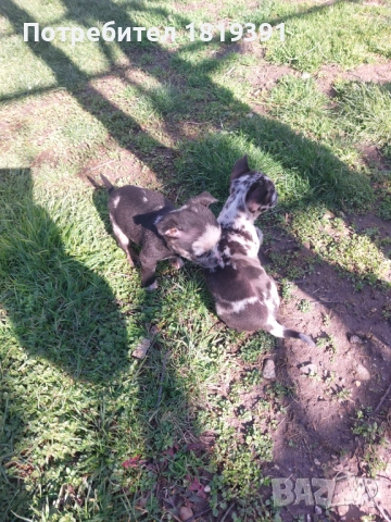 Пинчер мерле, снимка 2 - Пинчер - 53223710