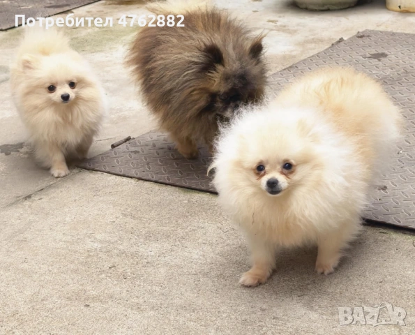 Свободни момичета, снимка 5 - Померан - 53809668