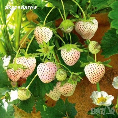 100 семена от плод бяла ягода органични плодови ягодови семена от вкусни ягоди отлични плодове с мно, снимка 14 - Сортови семена и луковици - 46471597