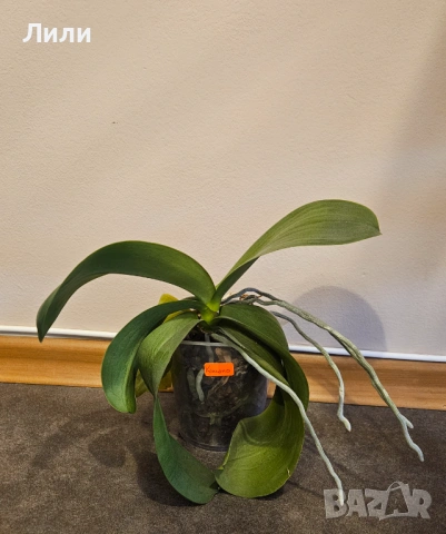 Орхидея фаленопсис Kimono, снимка 2 - Стайни растения - 49702266