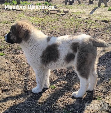 Алабай, снимка 4 - Алабай - 53766290