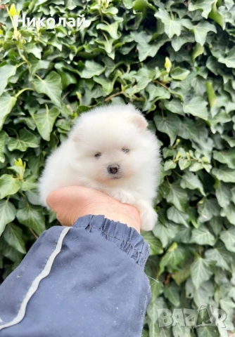 Померан мини момиче. Померанче, снимка 2 - Померан - 54216080