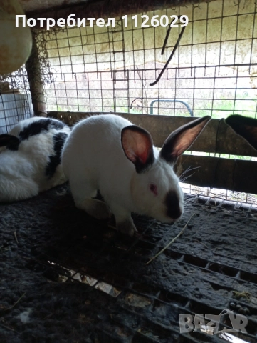 Калифорнийски мъжки заек -запложда , снимка 2 - Други - 52510124