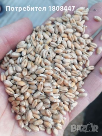 Пшеница реколта 2024г, снимка 1 - За селскостопански - 46405108