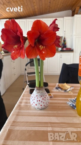 АМАРИЛИС ВЪВ ВОСЪК