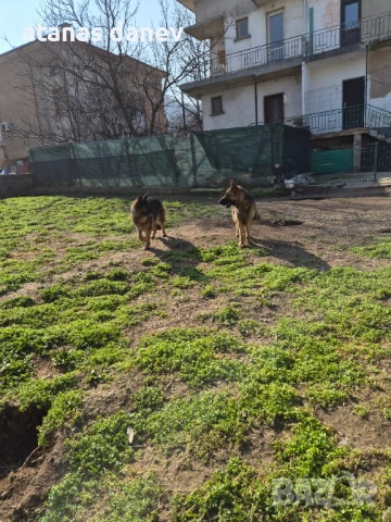 Млад мъжки търси женска , снимка 4 - Немска овчарка - 53743721