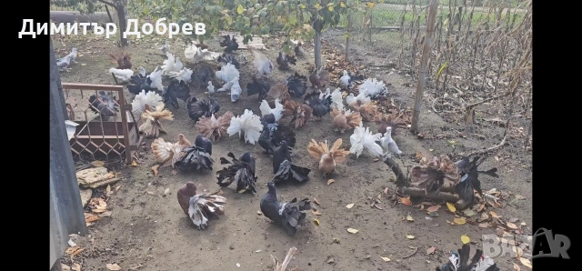 Фенерлии от старата линия 