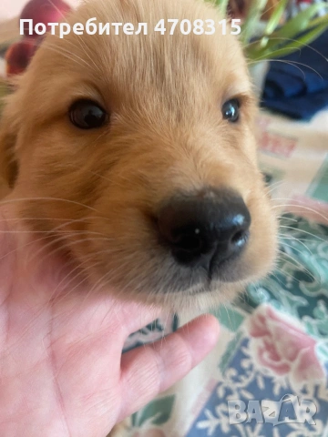Голдън ретривър игриво момченце, снимка 2 - Голдън ретривър - 53655102