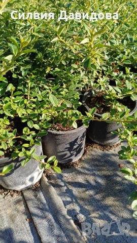декоративни храсти и растения, снимка 13 - Градински цветя и растения - 51517818