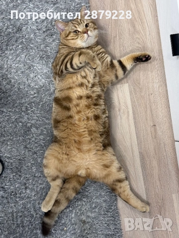 Мъжки британец за разплод , снимка 4 - Британска късокосместа - 53806118