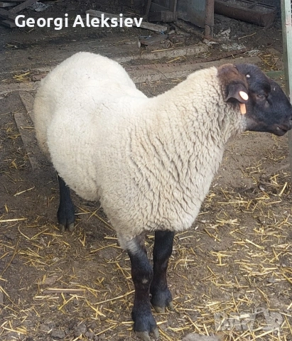 Агнета от месодайни породи и кръстоски със местни овце. , снимка 7 - Овце - 53487804