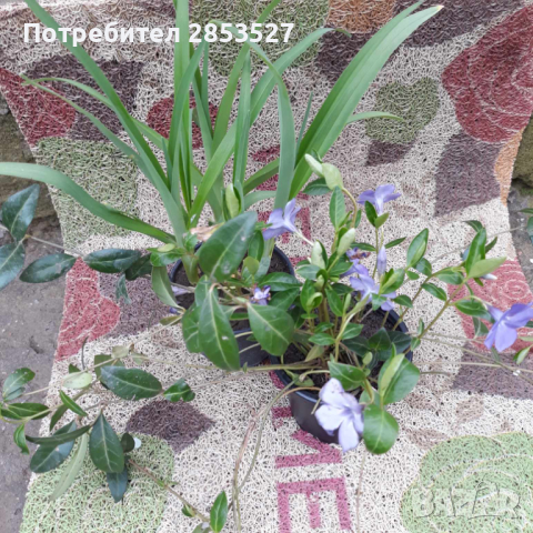 Дневна Лилия и Винка Минор, снимка 1 - Градински цветя и растения - 44985895