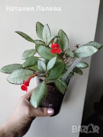 Eписция, episcia Silver Skies, снимка 3 - Стайни растения - 48796472