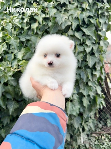 Померан мини момче. Померанче, снимка 2 - Померан - 53391837