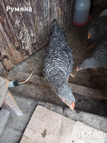  Петлета супер харко 5 €, снимка 3 - Кокошки и пуйки - 53939106