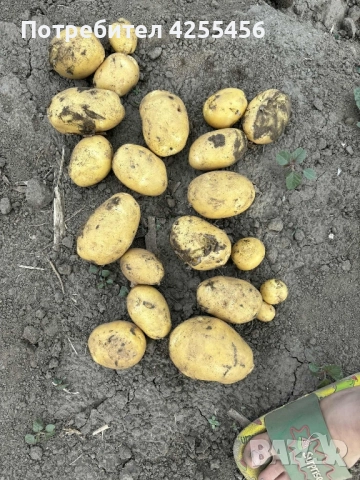 Продавам картофи , снимка 5 - Домашни продукти - 52225711