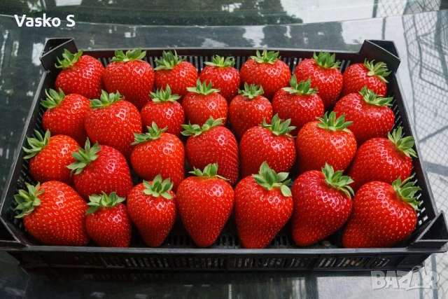 Ягоди малини разсад , снимка 8 - Разсади - 53746508