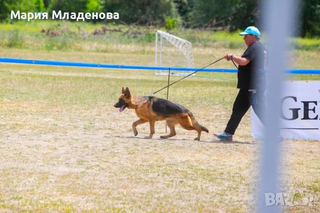 немски овчарки, снимка 5 - Немска овчарка - 46785512