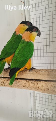 Две  двойки папагали ( кайка ), снимка 3 - Папагали - 45809547