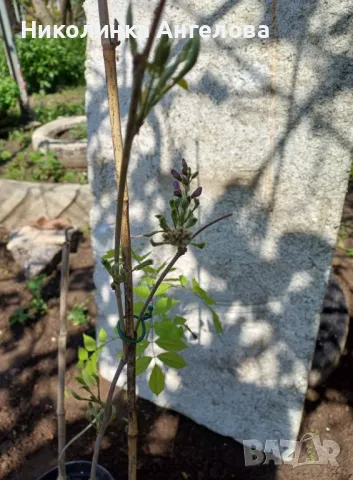 ВИСТЕРИЯ  СИНЯ  /10 лв / бр, снимка 2 - Градински цветя и растения - 50020435