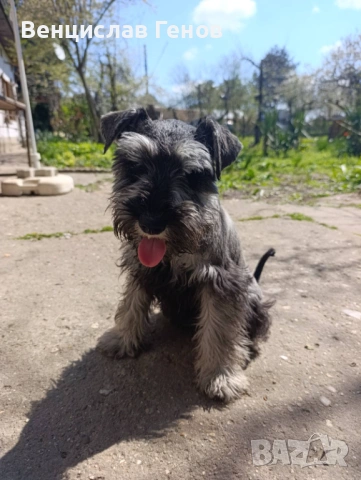 Цверг шнауцер, цвергшнауцер мини шнауцер, снимка 6 - Други - 53054533