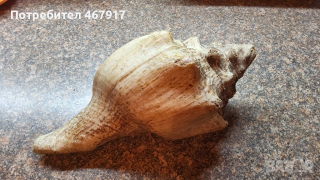 Рапани от атлантическия океан, снимка 3 - Други - 52020636