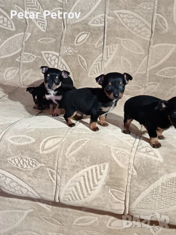 Пинчер мини , снимка 13 - Пинчер - 52934252