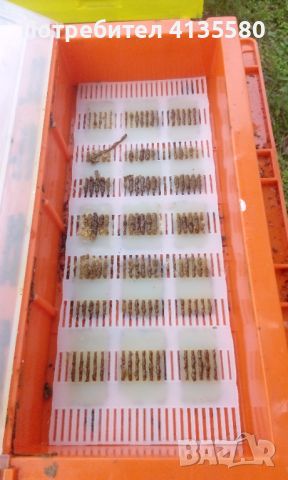Кошери-ДБ10ки, нови, за добив на прашец и клей, и подвижно пчеларство., снимка 8 - За пчели - 46276356