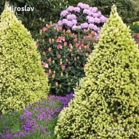 Мини смърч „Daisy's White“, снимка 8 - Градински цветя и растения - 54283627