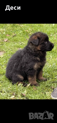 немско овчарско куче, снимка 2 - Немска овчарка - 52870357