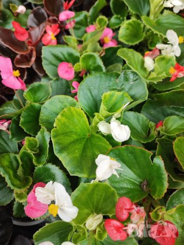 3 цвята Бегония, снимка 3 - Градински цветя и растения - 45426904