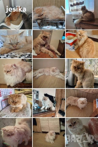 Мъжки персийки с родословие., снимка 5 - Персийска - 51298396