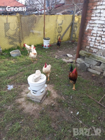 Продавам млади петли, снимка 4 - Кокошки и пуйки - 53947577