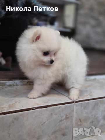 Померан , снимка 4 - Померан - 52790471