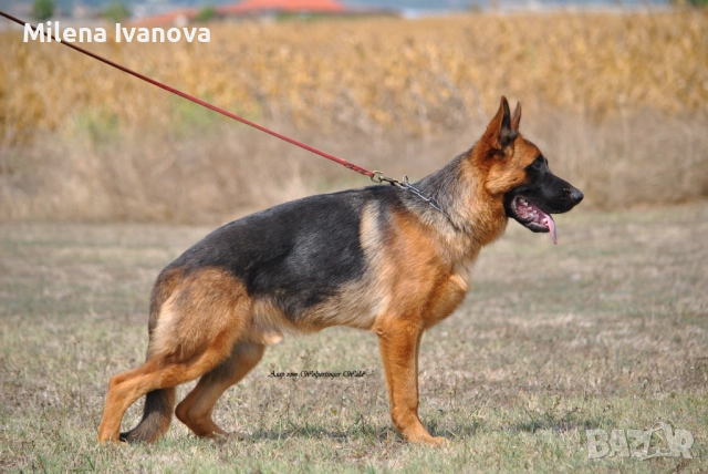 Младо мъжко куче син на Вицесветовен шампион , снимка 2 - Немска овчарка - 51638015