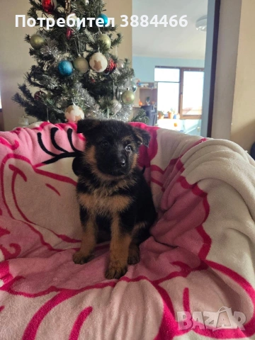 немска овчарка, снимка 7 - Други - 53025866