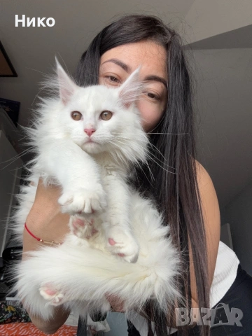 Мейн кун котенца / Мейн куун котенца / Maine coon kittens, снимка 5 - Мейн кун - 50068719