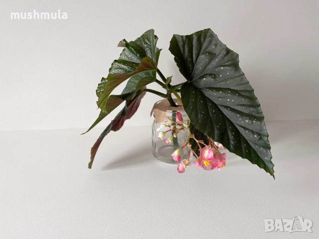 Подарявам бегония за засаждане