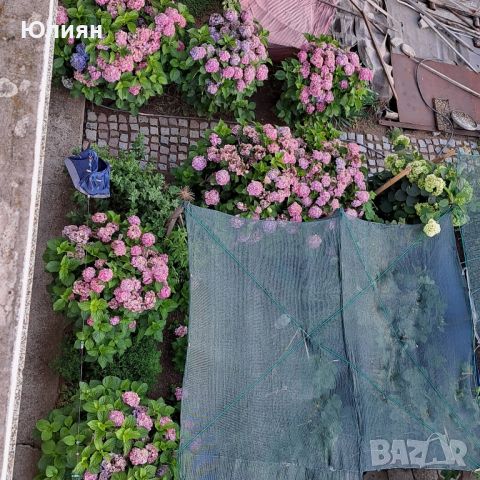 Хортензия ,бяла и розова , снимка 6 - Градински цветя и растения - 45320991