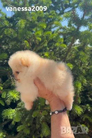 Продавам померани, снимка 6 - Померан - 33241409