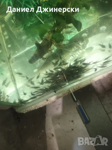 Декоративни риби - Хелер , сом Коридорас , снимка 6 - Рибки - 50343485