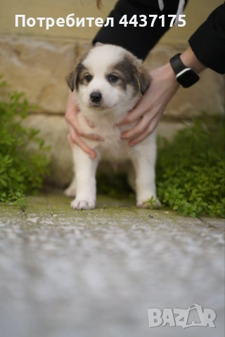 мъжки кученца, снимка 7 - Други - 53874784