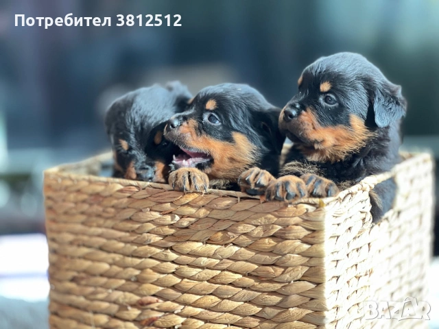 Малки от развъдник Vom house Rilci , снимка 4 - Ротвайлер - 53080649