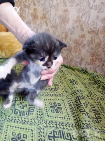 Продавам разкошни бебета полуперсичета Варна 